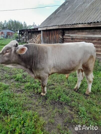 Костромской бычок