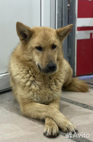 Собака в добрые руки