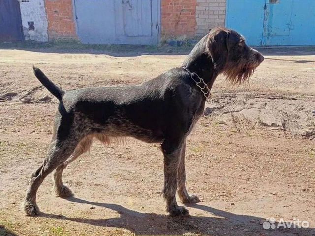 Вязка Дратхаар