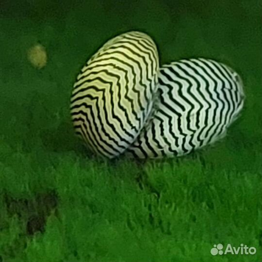 Теодоксусы, дрейссены