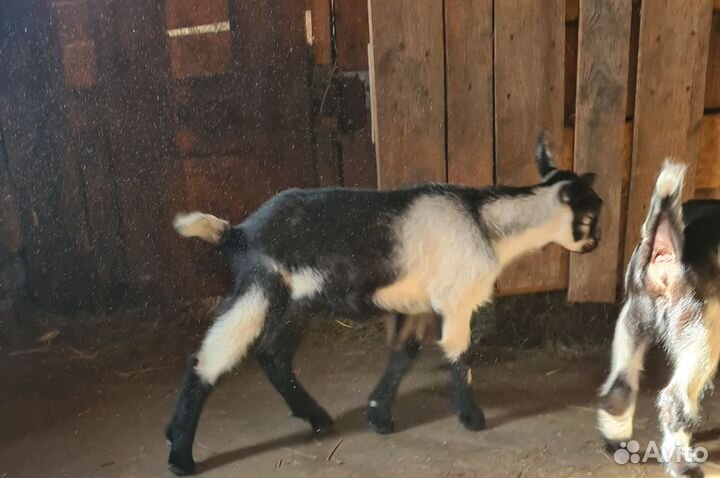 Альпийский козлик