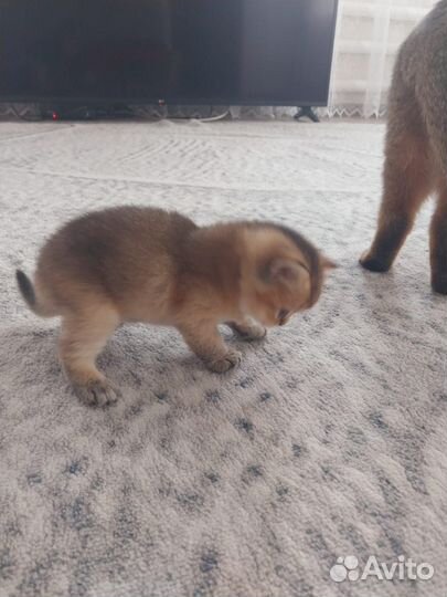 Шотландские котята
