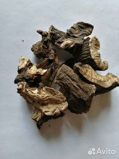 Марьин корень (пион уклоняющийся)