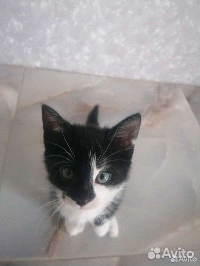 Кот