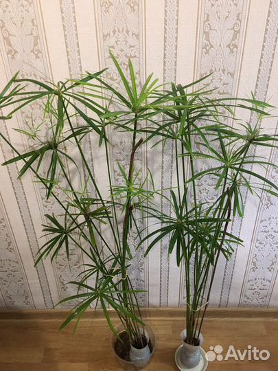 Циперус большой