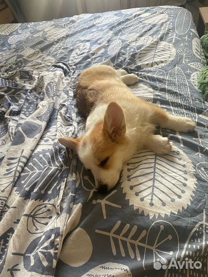 Щенок корги, девочка