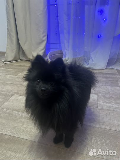 Шпиц вязка мини