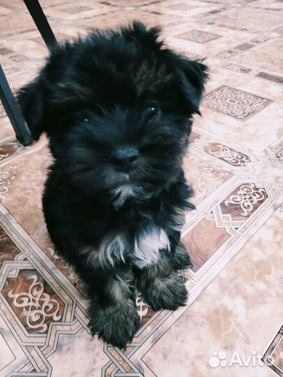 Йоркширский терьер щенок 2месяца