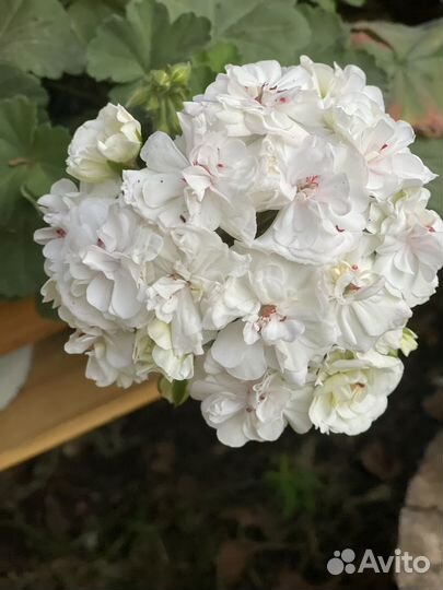 Пеларгония герань сортовая