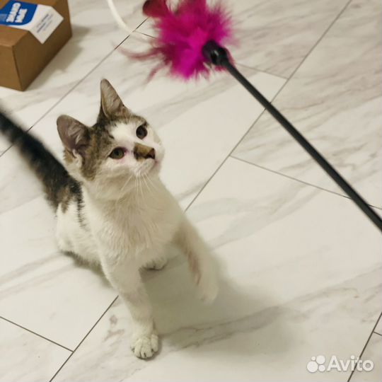 Котенок зайченок ищет дом