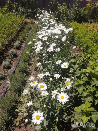 Многолетние растения для сада