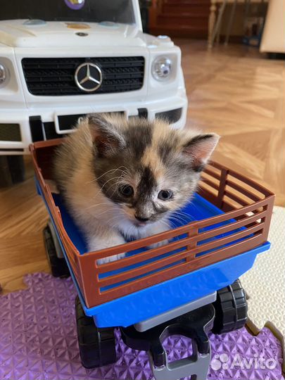 Кошка в добрые руки