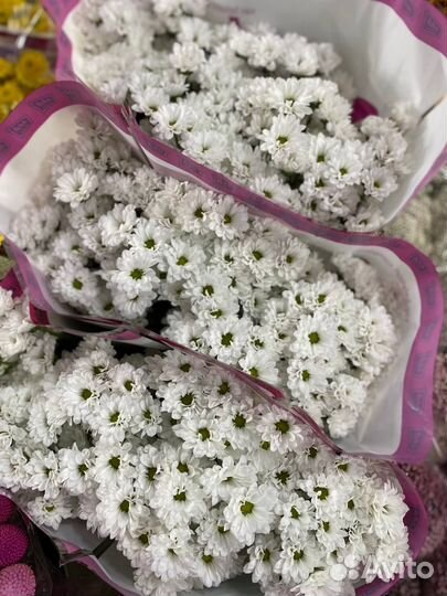 Хризантема оптом цветы розы зелень