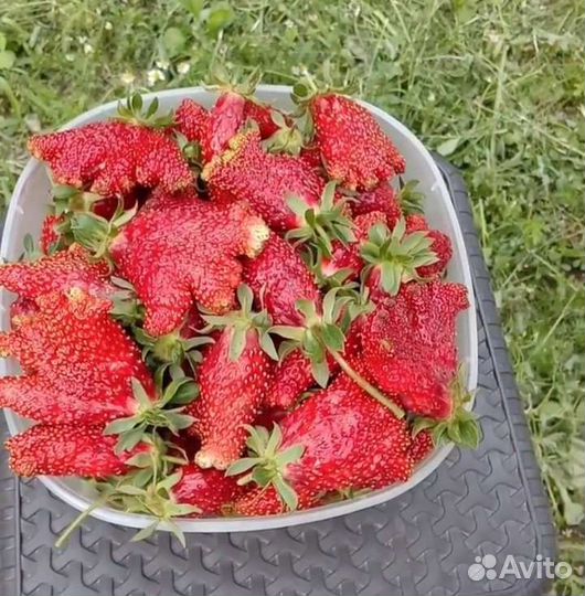 Саженцы клубники купчиха