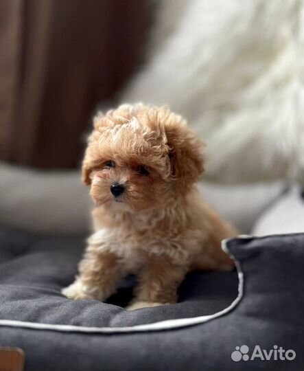 Мальтипу ф1 мини девочка