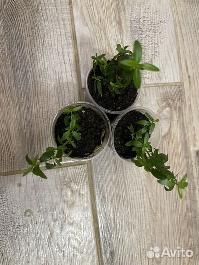 Комнатные цветы мирт