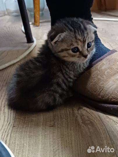 Вислоухие котята