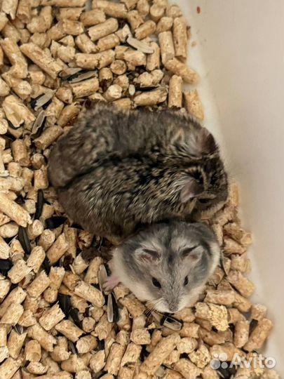 Джунгарские хомячки