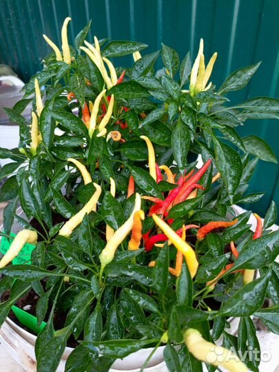 Семена перца пиканто