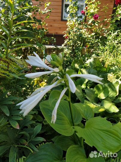 Хосты, бадан, лимонник, папоротник