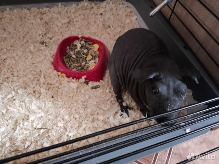 Морская свинка скинни с клеткой