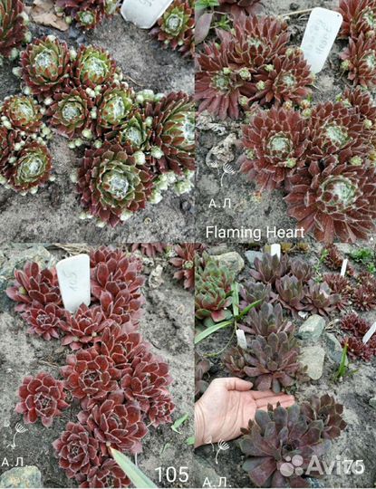 Молодило разное сортовое