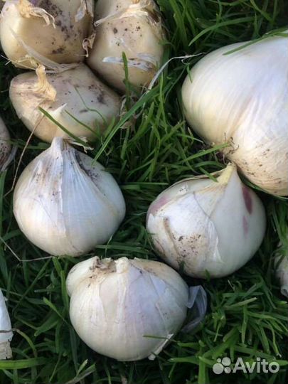 Семена лука Суворова-Анзур и сам лук