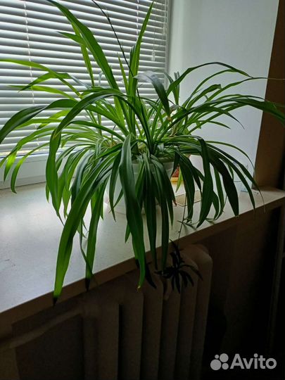 Хлорофитум цветущий