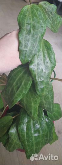 Хойи,фикус Лакия