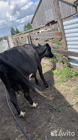 Корова дойная
