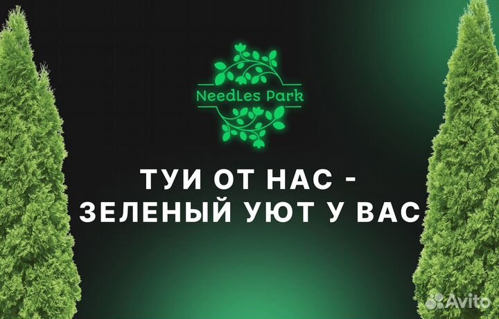 Туя брабант,Смарагд