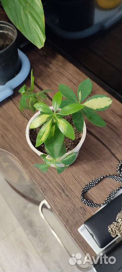 Комнатные растения