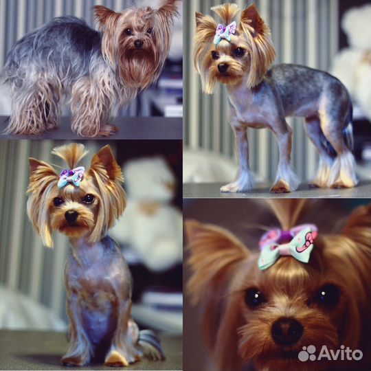 Стрижка собак, Груминг