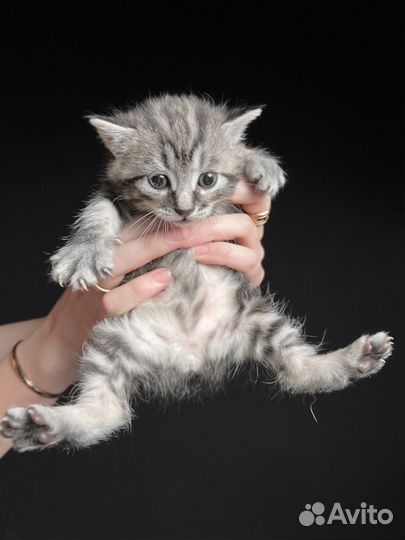 Котята курильского бобтейла серебро/черный дым