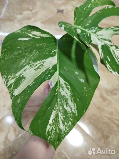 Монстера вариегатная альба