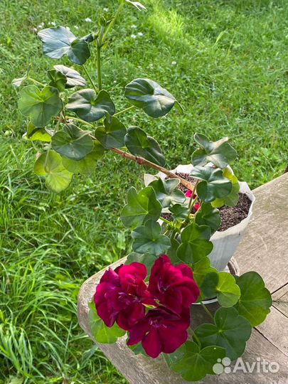 Пеларгония герань плющелистная ампельная