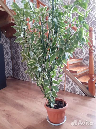 Комнатные растения