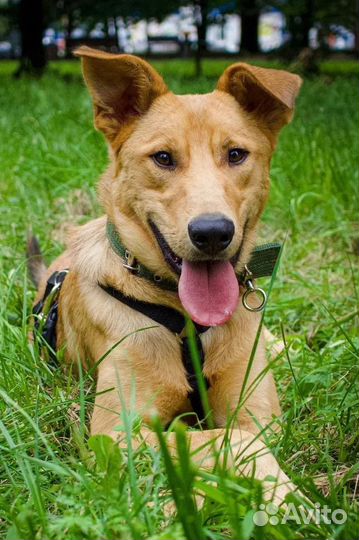 Собака ищет дом