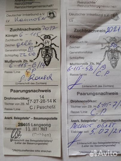 Пчелиные семьи