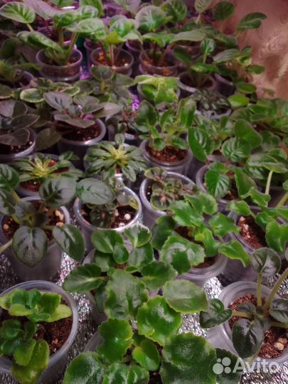 Детки сортовых фиалок