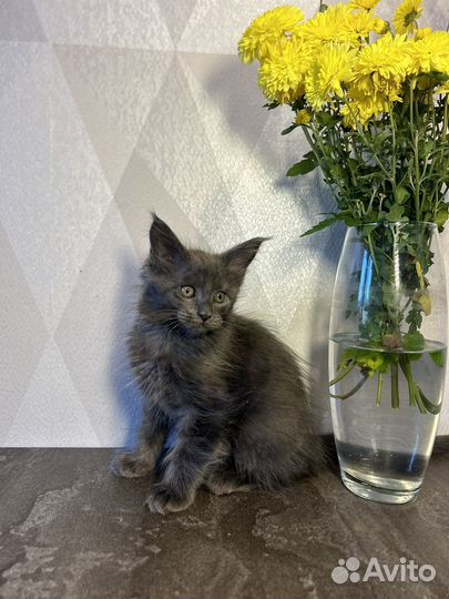 Котята мейн кун
