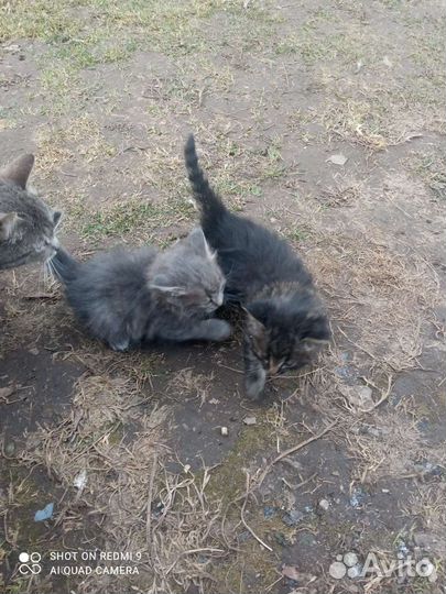 За символическую плату