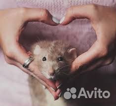 Декоративные крыски