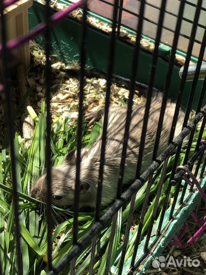 Монгольская песчанка(сиамская и черная)