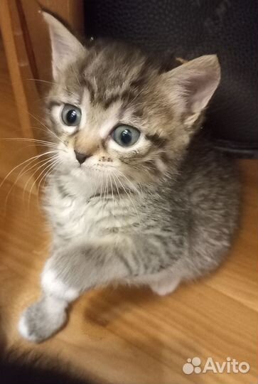 Котятки бесплатно