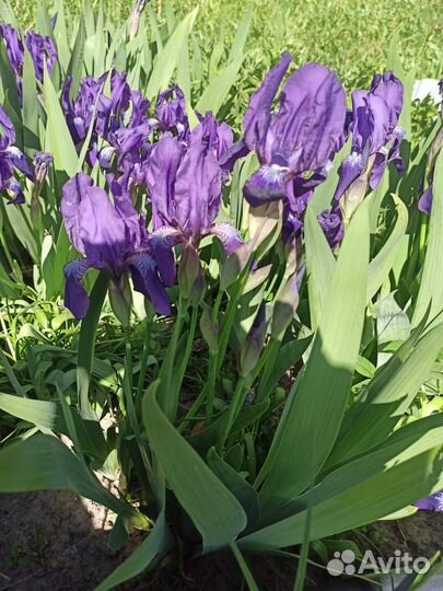 Саженцы, цветы, мята