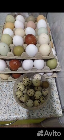 Яйца домашние