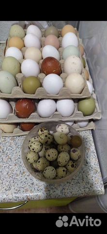 Яйца домашние