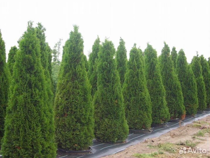 Туя Колумна Западная 1,4-1,6 м