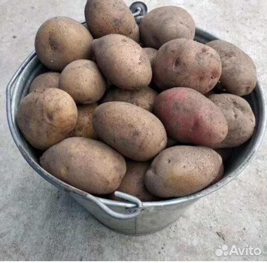 Продам картофель домашний
